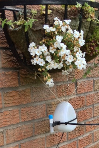 Mark Tebbutt's Air Quality Egg with a gas diffusion tube attached, hanging from a flower basket, July 2013